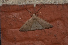 Zanclognatha protumnusalis