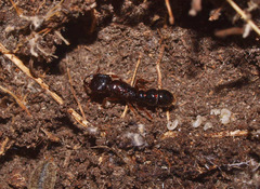 Amblyopone australis