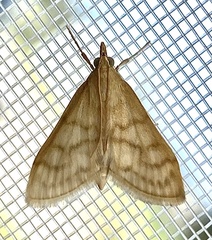 Paracorsia repandalis