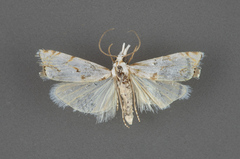 Microcrambus copelandi