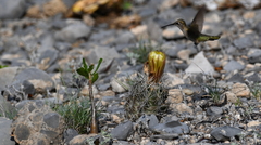 Coryphantha salinensis