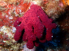 Alcyonium acaule