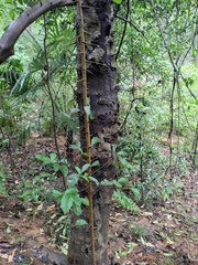 Photinia bodinieri