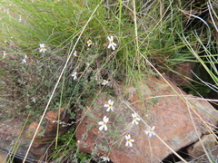 Jamesbrittenia filicaulis