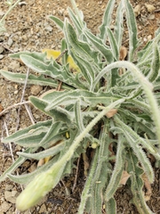 Leontodon asperrimus