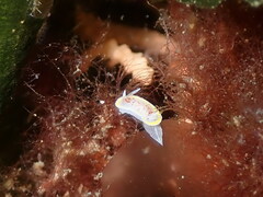Diaphorodoris luteocincta