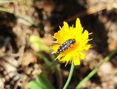Acmaeodera octodecimguttata