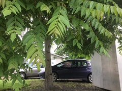 Ailanthus altissima