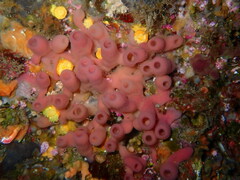 Haliclona mediterranea