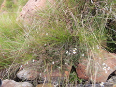 Jamesbrittenia filicaulis