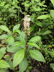 Lysimachia clethroides