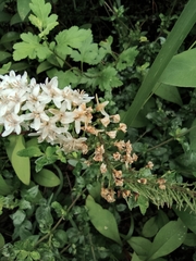 Lysimachia clethroides