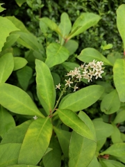 Lysimachia clethroides