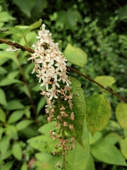 Lysimachia clethroides