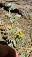 Acmispon decumbens decumbens