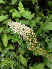 Lysimachia clethroides