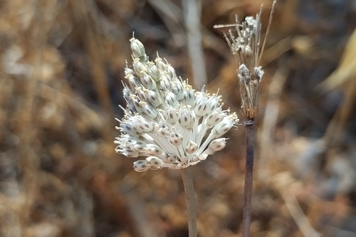 Allium guttatum, photograph 4