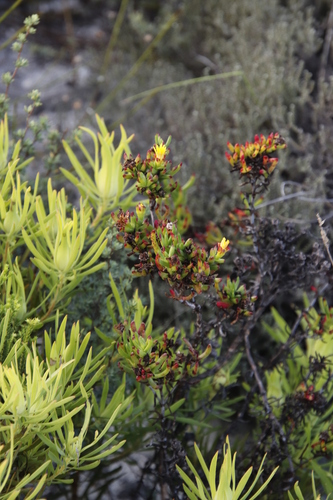 Image of Lampranthus promontorii by (c) Tony Rebelo, some rights reserved (CC BY-SA)