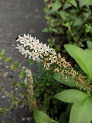Lysimachia clethroides