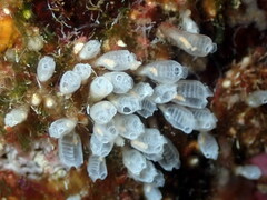 Pycnoclavella atlantica