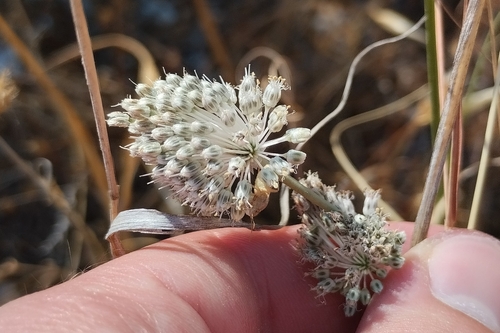 Allium guttatum, photograph 5