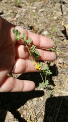 Acmispon decumbens decumbens