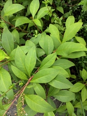 Lysimachia clethroides