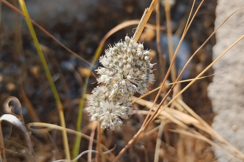 Allium guttatum, photograph 6