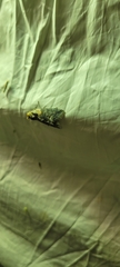 Abrostola asclepiadis