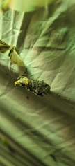 Abrostola asclepiadis