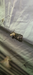 Abrostola asclepiadis