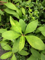 Lysimachia clethroides