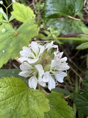 Sidalcea malachroides