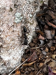 Odontomachus haematodus