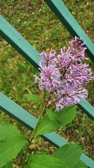 Syringa josikaea