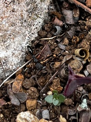 Odontomachus haematodus