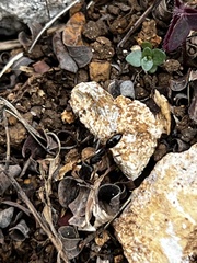 Odontomachus haematodus