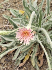 Leontodon asperrimus