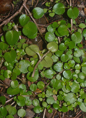 Epilobium nerteroides