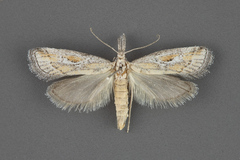 Cacotherapia interalbicalis