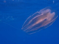 Leucothea multicornis