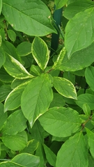 Syringa josikaea