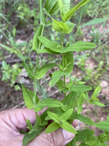 Claspingleaf St. Johnswort (Hypericum gymnanthum)