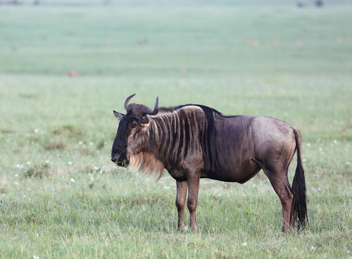 Common Wildebeest, photo 2 of 7