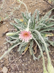 Leontodon asperrimus