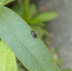 Curculionidae