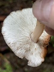 Rhodocollybia badiialba