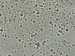 Rhodocollybia badiialba