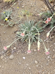 Leontodon asperrimus