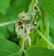 Contarinia negundinis